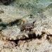 crocodilefish_flathead_nus_h_0705_png1744.jpg